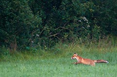 Fuchs - Zum Vergroessern klicken!